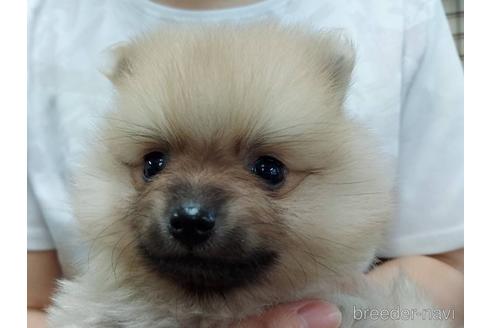 成約済の山口県のポメラニアン-188475の2枚目